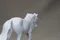 carousel chooser