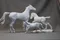 carousel chooser